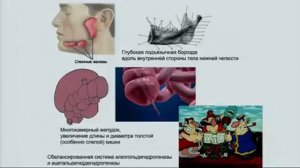 Станислав Дробышевский - Анатомия гопника