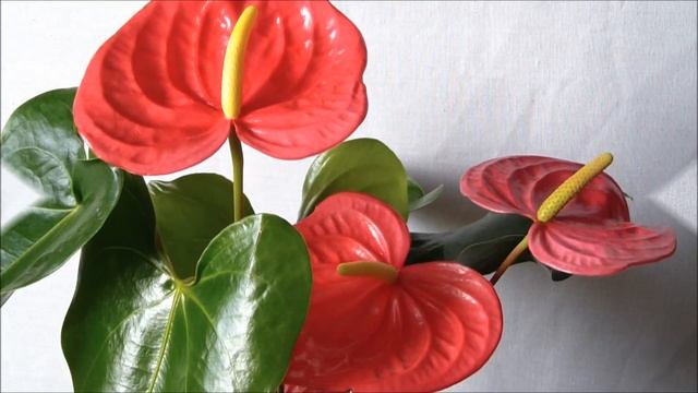 Антуриум Калифорния (California) смотреть онлайн