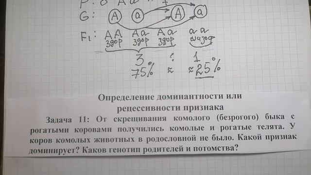 Решение задач по генетике:  1 - Определение вероятности потомства и 2 - Определение доминантности