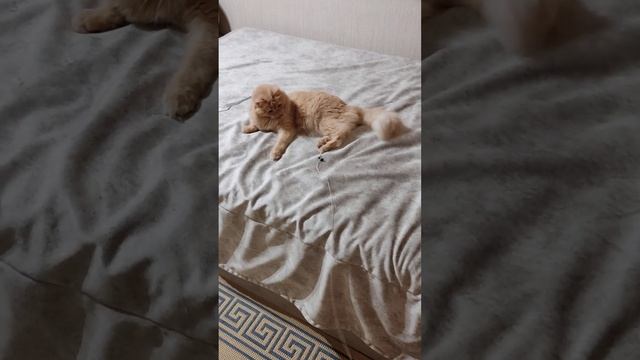 любимая игрушка"старушка -мушка " смотреть онлайн