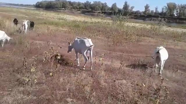 Как приучить коз гулять вместе ??? смотреть онлайн