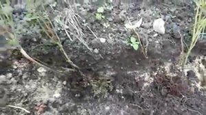 Черника садовая - простые мелочи для успешного выращивания