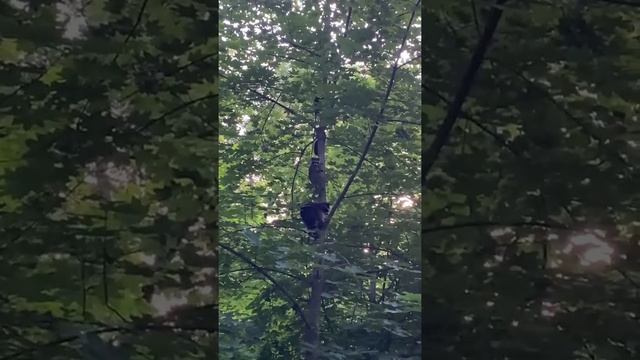 Семейство енотов заметили в Железноводске