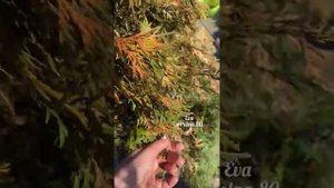БОЛЕЗНИ ТУЙ? ЛЕЧЕНИЕ