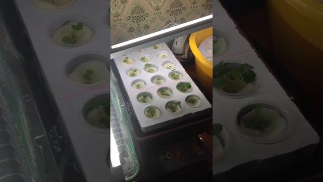 Выращивание клубники из семян