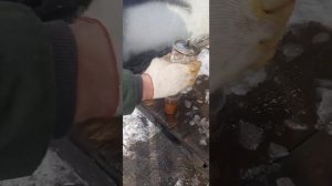 не заводится газель в минус , мороз. вода в баке.