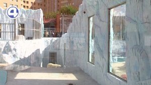 Белая медведица Хатанга поселилась в Екатеринбургском зоопарке
