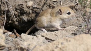 Краснохвостая песчанка[2] (лат. Meriones libycus)