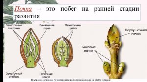 БИОЛОГИЯ Тема урока: Побег и почки - 6 Класс