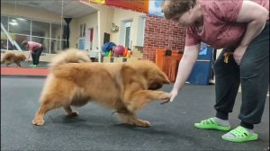 Eurasier / IZ DOMA OSTEE (г. Челябинск) #eurasier #евразиер #собаки #евразиерчелябинск #любимец