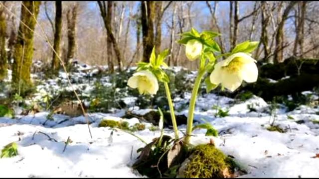 Первоцветы весны