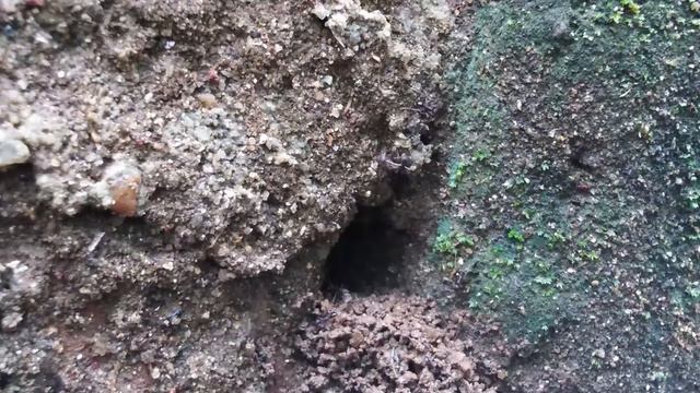 black ant | black garden ant| Insect | animal | ant colony смотреть онлайн
