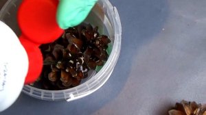 Как отбелить шишки своими руками. Украшение на Новый год