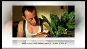 АГЛАОНЕМА – неприхотливое и полезное растение. Особенности ухода и содержания