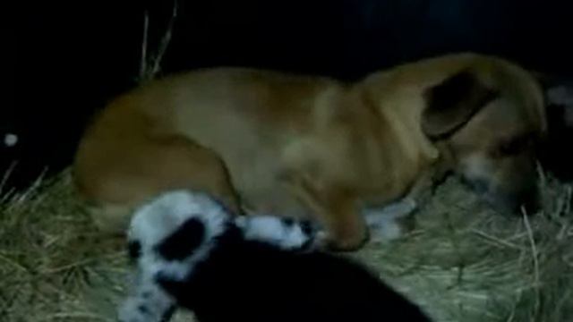 Кормящая мать кормит ягненка смотреть онлайн