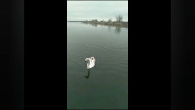 Дикий Лебедь смотреть онлайн