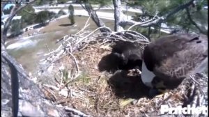 GULP, DOWN THE HATCH! ~ SWFL EAGLES ~ FEB. 19, 2015