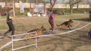 Рабочие кобели 4