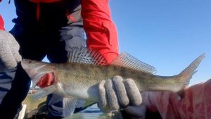 Цаган-Аман, рыбалка на хищника в отвес на каряжках