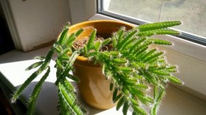 Знакомимся -кактус ампельный Гилоцереус трёхгранный. //ampelny cactus Hylocereus trihedral.//