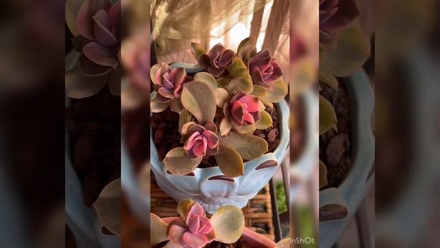 Echeveria rainbow rare succulent Korea succulent смотреть онлайн