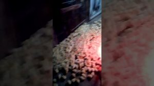 1017 цыплята ломан Браун планы бизнес на цыплятах