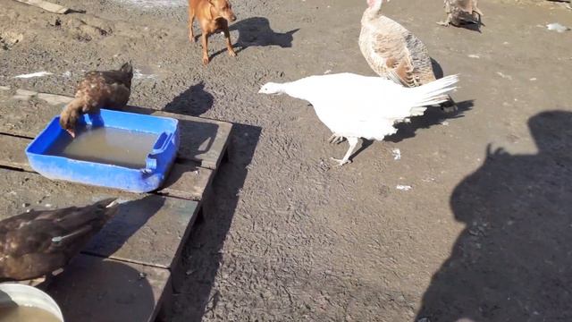 Сезон начался, первое яйцо от мускусной утки. смотреть онлайн