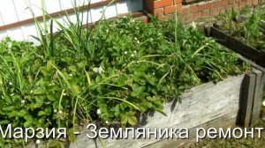 Сад и Огород. Земляника ремонтантная мелкоплодная