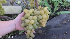 АНГЕЛИНА виноград с янтарного цвета ягодой.