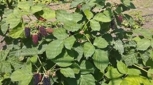 Сорт ежевики Коламбия. Стар.  Полный обзор.