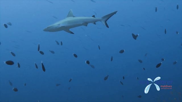 Sharks Tuna Eagle Ray Raa Atoll Sea Explorer Maldives