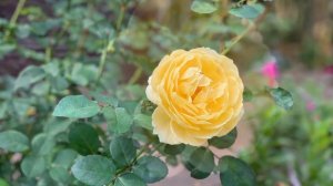 David austin rose Charlotte