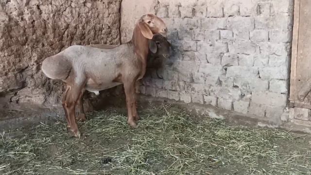 0709 210-508 Козу кочкор сатылат 30 мин сом сурап жатам Адрес Кара-Балта Линия бар смотреть онлайн