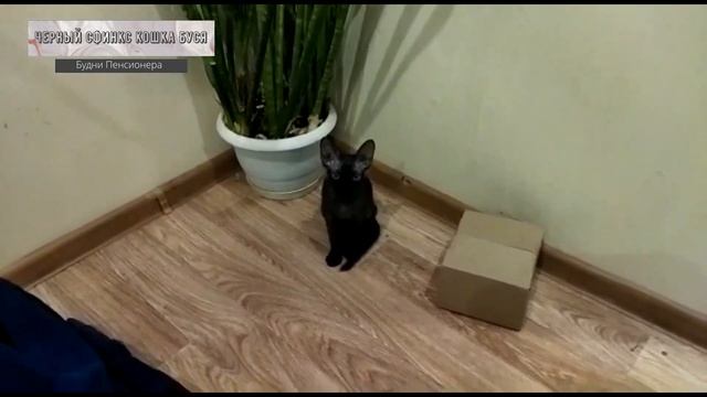 Кошка Буся черный сфинкс смотреть онлайн