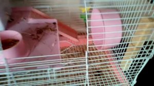 как выманивать хомяка из гнезда