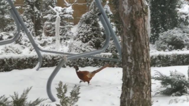 Фазан зимой приходит к людям смотреть онлайн