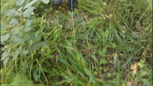 Грибалка 2024.