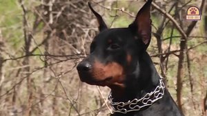 ДОБЕРМАН. Плюсы и минусы породы Doberman