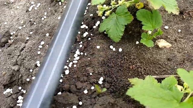 Подкормка саженцев черной смородины