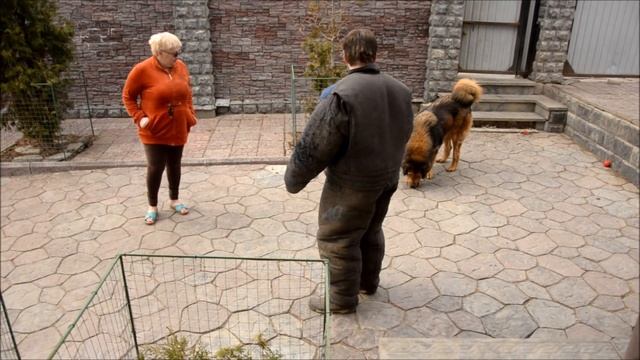Тибетские мастифы "Наследие тибета" - проверка рабочих качеств смотреть онлайн
