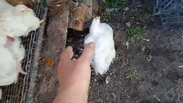 Бройлеры КОББ 500. Сколько весит бройлер в 40 дней смотреть онлайн