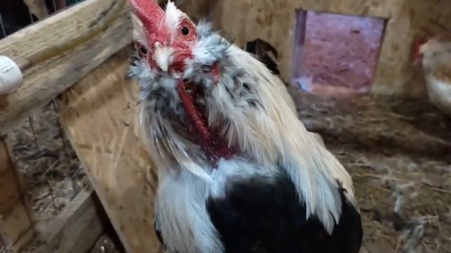 Знают ли куры норму в еде или они обжоры?