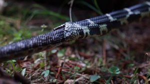 Королевская Змея - Беспощадный Убийца Змей. Борьба крысиной змеи за свою жизнь | южная каролина сша