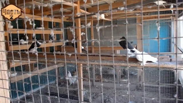 В гостях у голубевода Михаила, Крым, Заветное (39/2) смотреть онлайн