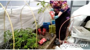 Ранний  урожай томатов , в неотапливаемой теплице.