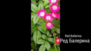 РОЗА.  РЕД БАЛЕРИНА. ЭТО ЕЁ ЦВЕТЕНИЕ В 2020 ГОДУ.