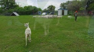 Экскурсия на козью ферму. Бобровский район. Воронежская обл, июнь 2022г