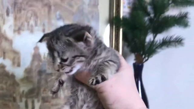 Хвостик. Девочка пиксибоб. 1мес. смотреть онлайн