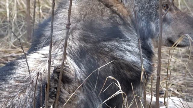 Херсонские волчицы с Диком, устроили пробежку!🐺 Волчица Муза несмотря на болезнь, РАДУЕТСЯ ЖИЗНИ!☀️