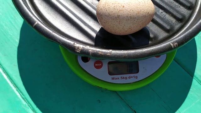 ЯЙЦО- ГИГАНТ у индюшки в Кубеинке смотреть онлайн